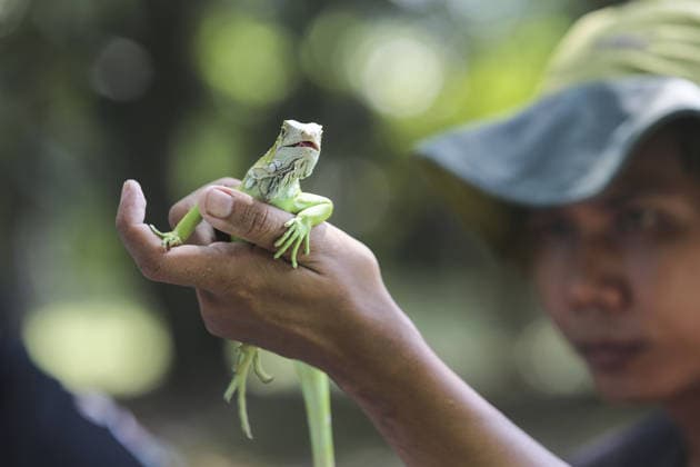 Iguana enthusiasts take part in reptile contest in Bogor BOGOR, INDONESIA - JUNE 6: A reptile enthusiast prepares an iguana for the Reptile Contest in Bogor, West Java, Indonesia, on June 6, 2026. The competition evaluated reptiles based on health, body proportions, color quality, and skin condition. Agoes Rudianto Anadolu Bogor Indonesia. Editorial use only. Please get in touch for any other usage.  Copyright: x2026xAnadoluxAgoesxRudiantox