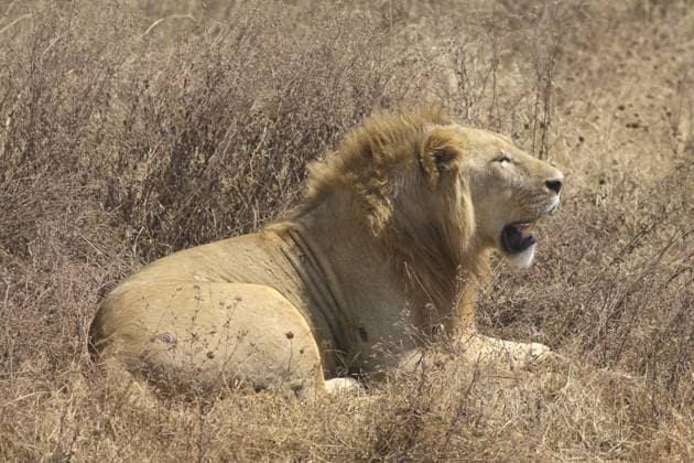 Creative Highlights World Nahaufnahme eines männlichen Löwen (Panthera Leo), Ngorongoro, Tansania Close up of a male lion (Panthera Leo), Ngorongoro, Tanzania Copyright: imageBROKER MassimoxPizzotti ibliqx17877905.jpg