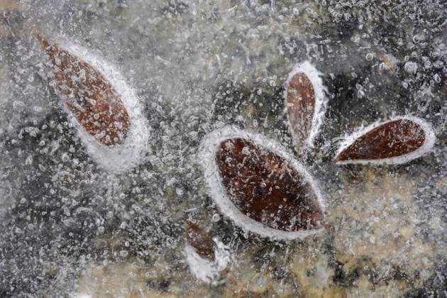 Creative Highlights World Blätter im Eis, Dundret Naturreservat, Gällivare, Norrbotten, Lappland, Schweden, Oktober 2019 Leaves in ice, Dundret Nature Reserve, Gällivare, Norrbotten, Lapland, Sweden, October 2019 Copyright: imageBROKER GunarxStreu ibxgst17991769.jpg