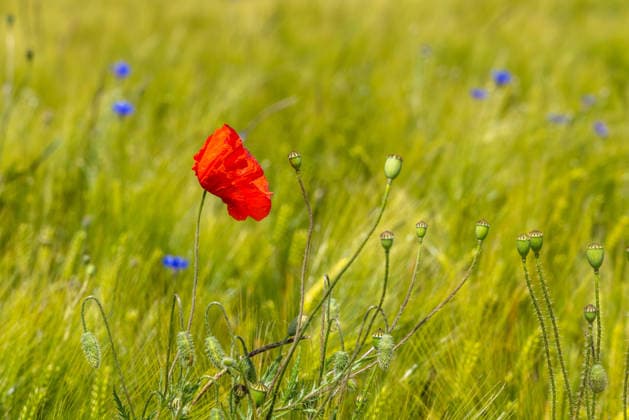 Freundliches Juniwetter Die Sonne scheint auf blühenden Mohn auf einem Feld., Wehrheim Hessen Deutschland *** Friendly June weather The sun shines on blooming poppies in a field , Wehrheim Hessen Germany