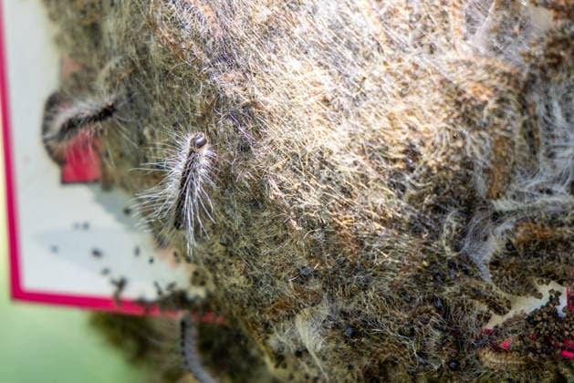 Eichenprozessionsspinner Eichenprozessionsspinner sitzen an einer Eiche., Wehrheim Hessen Deutschland *** Oak processionary moth Oak processionary moth sitting on an oak tree , Wehrheim Hessen Germany