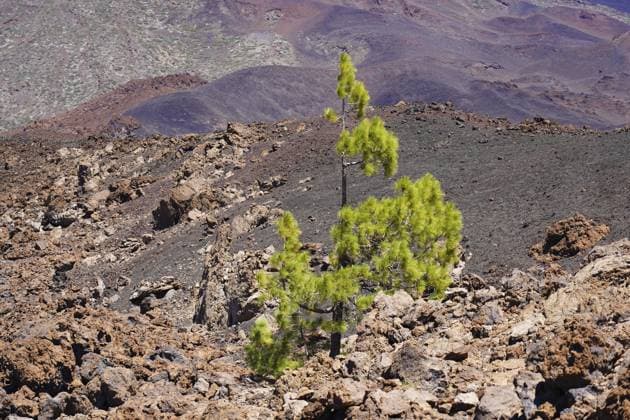 Creative Highlights World Eine kleine grüne Pinie, die auf einem felsigen, vulkanischen Hang unter klarem Himmel im Teide Nationalpark, Parque Nacional del Teide, Teneriffa, Kanarische Inseln wächst A small green pine tree growing on a rocky, volcanic slope under clear skies, in Teide National Park, Parque Nacional del Teide, Tenerife, Canary Islands Copyright: imageBROKER BenxLand iblbee16971863.jpg