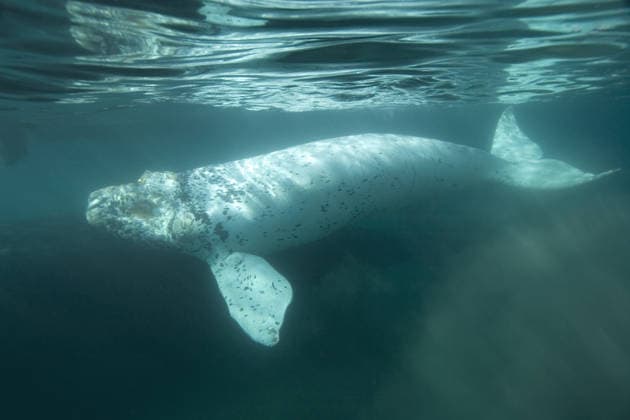 Creative Highlights World World News - Aug. 18, 2006 Aug. 18, 2006 - Southern right whale: white calf.Eubalaena australis.Each season a few white calves are born in the population that breeds off the Valdes Peninsula. Similar youngsters are also born among the southern right whales that breed off Australia. They are mostly white, with a sprinkling of black spots and dark areas. English-speaking people affectionately call them little Dalmatians of the Sea. In Argentina, they become refered to as el Blanquito , the little white one..Underwater photograph, off Puerto Piramide, Valdes Peninsula, Chubut Province, Patagonia, Argentina Copyright: xFrancoisxGohierx-xVwpicsx