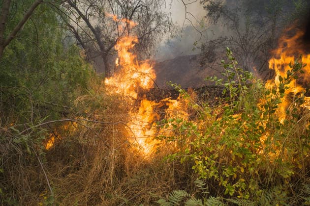 A wildfire burns through dry forest brush Murcia, Region of Murcia, Spain CR_CCZG260604-2045059-01