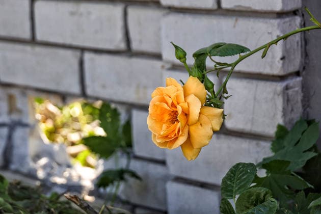 A yellow garden rose grows outside a house, damaged by a Russian drone attack, Oleksandrivka village, Odesa region, Ukraine, June 8, 2026. (Photo by Nina Liashonok Ukrinform) Russian troops attack Odesa and region with drones  Copyright: xNinaxLiashonokx