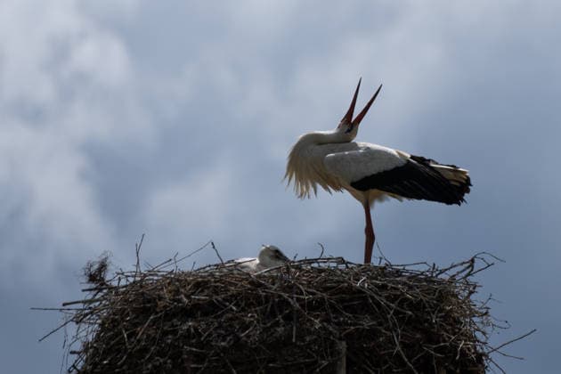 June 9, 2026, Frankfurt, Hesse, Germany: A family of storks is seen in their nest in Frankfurt am Main, Germany. Frankfurt Germany - ZUMAb332 20260609_zip_b332_015 Copyright: xMatiasxBasualdox
