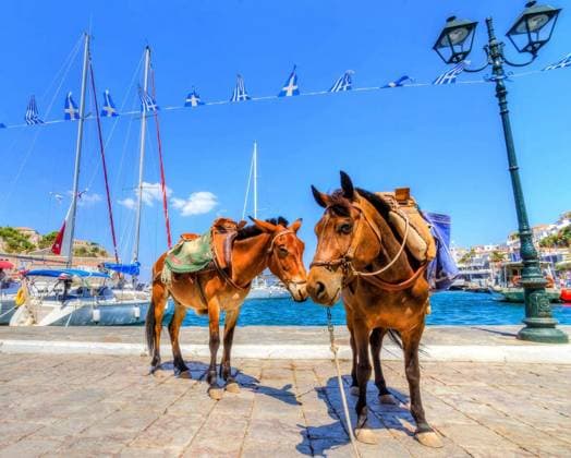 Two donkeys at the Greek island, Hydra. They are the only means of transport on the island, no cars are allowed. Copyright: xf8grapherx Panthermedia69689150.jpg