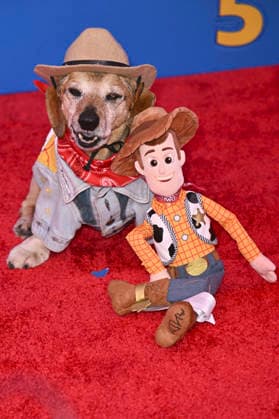 Lukas the Dog bei der Weltpremiere des Animationsfilms Toy Story 5 im Dolby Theatre. Los Angeles, 09.06.2026 *** Lukas the Dog at the world premiere of the animated film Toy Story 5 at the Dolby Theatre Los Angeles, 09 06 2026 Foto:xD.xStarbuckx xFuturexImagex toy_story_6301