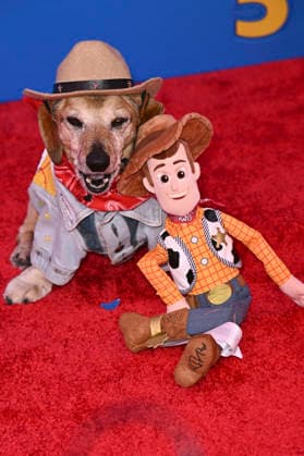 Lukas the Dog bei der Weltpremiere des Animationsfilms Toy Story 5 im Dolby Theatre. Los Angeles, 09.06.2026 *** Lukas the Dog at the world premiere of the animated film Toy Story 5 at the Dolby Theatre Los Angeles, 09 06 2026 Foto:xD.xStarbuckx xFuturexImagex toy_story_6302