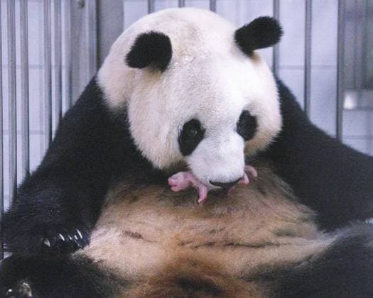 (260610) -- SEOUL, June 10, 2026 -- This photo taken in June 2026 shows Ai Bao, a female giant panda on loan from China, and her cub in Yongin, South Korea. A female giant panda on loan from China has given birth to a cub at Everland, a theme park in Yongin, South Korea, the park said Wednesday. The cub was born at 10:53 a.m. local time on June 3 at Panda World, a giant panda habitat at Everland Zoo, weighing 171 grams. Both the cub and its mother, Ai Bao, are in good health, according to the park. The newborn is a cub of Ai Bao and her mate, Le Bao. The pair were sent to South Korea from China in 2016. (China Conservation and Research Center for the Giant Panda Handout via Xinhua) FOCUS Giant panda on loan from China gives birth to 