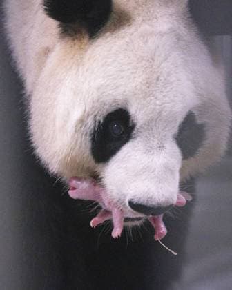 (260610) -- SEOUL, June 10, 2026 -- This photo taken in June 2026 shows Ai Bao, a female giant panda on loan from China, and her cub in Yongin, South Korea. A female giant panda on loan from China has given birth to a cub at Everland, a theme park in Yongin, South Korea, the park said Wednesday. The cub was born at 10:53 a.m. local time on June 3 at Panda World, a giant panda habitat at Everland Zoo, weighing 171 grams. Both the cub and its mother, Ai Bao, are in good health, according to the park. The newborn is a cub of Ai Bao and her mate, Le Bao. The pair were sent to South Korea from China in 2016. (China Conservation and Research Center for the Giant Panda Handout via Xinhua) FOCUS Giant panda on loan from China gives birth to 
