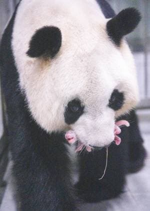 (260610) -- SEOUL, June 10, 2026 -- This photo taken in June 2026 shows Ai Bao, a female giant panda on loan from China, and her cub in Yongin, South Korea. A female giant panda on loan from China has given birth to a cub at Everland, a theme park in Yongin, South Korea, the park said Wednesday. The cub was born at 10:53 a.m. local time on June 3 at Panda World, a giant panda habitat at Everland Zoo, weighing 171 grams. Both the cub and its mother, Ai Bao, are in good health, according to the park. The newborn is a cub of Ai Bao and her mate, Le Bao. The pair were sent to South Korea from China in 2016. (China Conservation and Research Center for the Giant Panda Handout via Xinhua) FOCUS Giant panda on loan from China gives birth to 