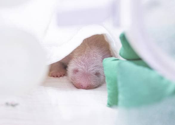 (260610) -- SEOUL, June 10, 2026 -- This photo taken in June 2026 shows the cub of Ai Bao, a female giant panda on loan from China, in Yongin, South Korea. A female giant panda on loan from China has given birth to a cub at Everland, a theme park in Yongin, South Korea, the park said Wednesday. The cub was born at 10:53 a.m. local time on June 3 at Panda World, a giant panda habitat at Everland Zoo, weighing 171 grams. Both the cub and its mother, Ai Bao, are in good health, according to the park. The newborn is a cub of Ai Bao and her mate, Le Bao. The pair were sent to South Korea from China in 2016. (China Conservation and Research Center for the Giant Panda Handout via Xinhua) FOCUS Giant panda on loan from China gives birth to c 