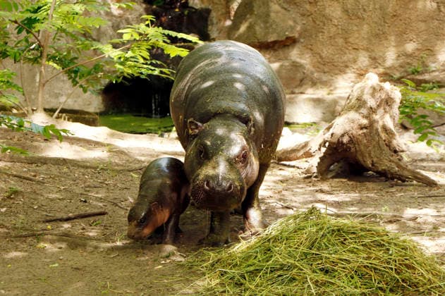 Entertainment Bilder des Tages Zwergflusspferde bei einem Fototermin anlässlich der Namensverkündung für das Zwergflusspferdjungtier Brötchen im Zoo Berlin. Berlin, 10.06.2026 *** Pygmy hippos at a photo session on the occasion of the naming ceremony for the pygmy hippo cub Brötchen at Zoo Berlin Berlin, 10 06 2026 Foto:xA.xBuggex xFuturexImagex meiklokjes_6608