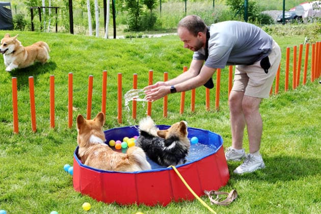 RECORD DATE NOT STATED Welsh Corgi dogs swim in a pool during the Corgiia: Corgi Race festival, organized to mark the fourth celebration of International Corgi Day, at the Pawwer dog sports arena in Kyiv, Ukraine, on June 6, 2026 (Photo by Volodymyr Tarasov Ukrinform) Corgi Race festival held in Kyiv  Copyright: xVolodymyrxTarasovx
