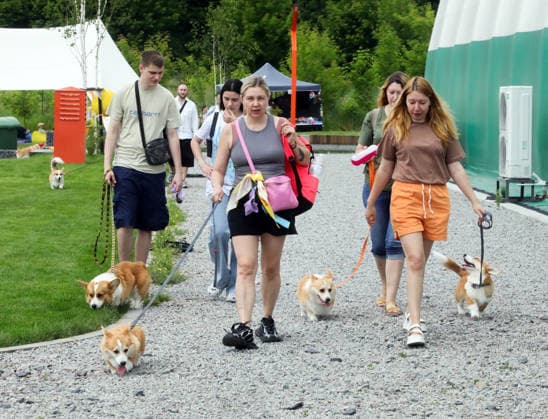 RECORD DATE NOT STATED Owners walk Welsh Corgi dogs on leashes after the conclusion of the Corgiia: Corgi Race festival, organized to mark the fourth celebration of International Corgi Day, at the Pawwer dog sports arena in Kyiv, Ukraine, on June 6, 2026 (Photo by Volodymyr Tarasov Ukrinform) Corgi Race festival held in Kyiv  Copyright: xVolodymyrxTarasovx
