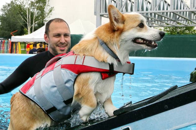 RECORD DATE NOT STATED A Welsh Corgi dog swims in a pool under the supervision of an instructor during a swimming workshop at the Corgiia: Corgi Race festival, organized to mark the fourth celebration of International Corgi Day, at the Pawwer dog sports arena in Kyiv, Ukraine, on June 6, 2026 (Photo by Volodymyr Tarasov Ukrinform) Corgi Race festival held in Kyiv  Copyright: xVolodymyrxTarasovx