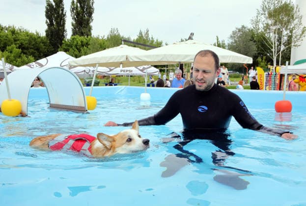 RECORD DATE NOT STATED A Welsh Corgi dog swims in a pool under the supervision of an instructor during a swimming workshop at the Corgiia: Corgi Race festival, organized to mark the fourth celebration of International Corgi Day, at the Pawwer dog sports arena in Kyiv, Ukraine, on June 6, 2026 (Photo by Volodymyr Tarasov Ukrinform) Corgi Race festival held in Kyiv  Copyright: xVolodymyrxTarasovx