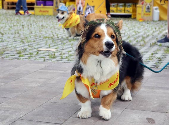 RECORD DATE NOT STATED A Welsh Corgi dog wearing a cap takes part in the Corgiia: Corgi Race festival, organized to mark the fourth celebration of International Corgi Day, at the Pawwer dog sports arena in Kyiv, Ukraine, on June 6, 2026 (Photo by Volodymyr Tarasov Ukrinform) Corgi Race festival held in Kyiv  Copyright: xVolodymyrxTarasovx
