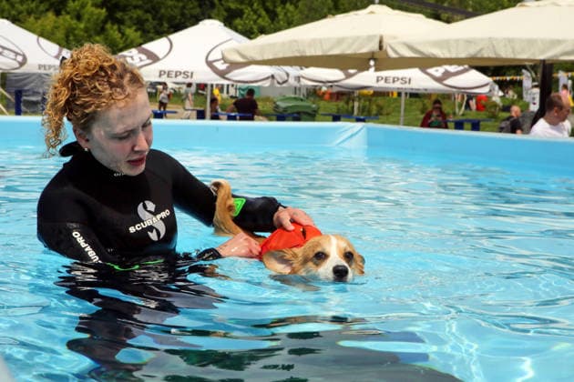 RECORD DATE NOT STATED A Welsh Corgi dog swims in a pool under the supervision of an instructor during a swimming workshop at the Corgiia: Corgi Race festival, organized to mark the fourth celebration of International Corgi Day, at the Pawwer dog sports arena in Kyiv, Ukraine, on June 6, 2026 (Photo by Volodymyr Tarasov Ukrinform) Corgi Race festival held in Kyiv  Copyright: xVolodymyrxTarasovx