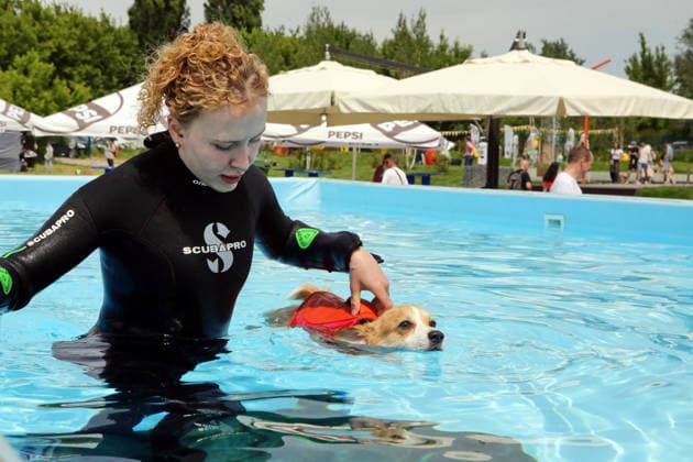 RECORD DATE NOT STATED A Welsh Corgi dog swims in a pool under the supervision of an instructor during a swimming workshop at the Corgiia: Corgi Race festival, organized to mark the fourth celebration of International Corgi Day, at the Pawwer dog sports arena in Kyiv, Ukraine, on June 6, 2026 (Photo by Volodymyr Tarasov Ukrinform) Corgi Race festival held in Kyiv  Copyright: xVolodymyrxTarasovx