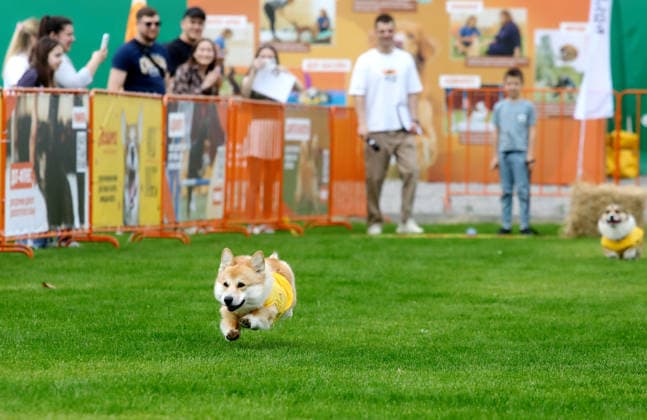 RECORD DATE NOT STATED A Welsh Corgi dog races over a 40-meter course during a dog race at the Corgiia: Corgi Race festival, organized to mark the fourth celebration of International Corgi Day, at the Pawwer dog sports arena in Kyiv, Ukraine, on June 6, 2026 (Photo by Volodymyr Tarasov Ukrinform) Corgi Race festival held in Kyiv  Copyright: xVolodymyrxTarasovx
