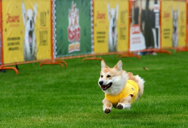 RECORD DATE NOT STATED A Welsh Corgi dog races over a 40-meter course during a dog race at the Corgiia: Corgi Race festival, organized to mark the fourth celebration of International Corgi Day, at the Pawwer dog sports arena in Kyiv, Ukraine, on June 6, 2026 (Photo by Volodymyr Tarasov Ukrinform) Corgi Race festival held in Kyiv  Copyright: xVolodymyrxTarasovx