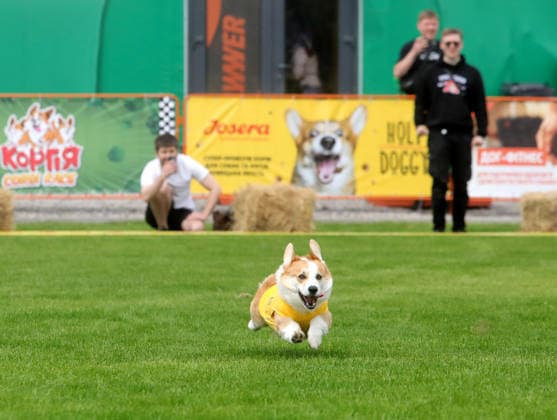 RECORD DATE NOT STATED A Welsh Corgi dog races over a 40-meter course during a dog race at the Corgiia: Corgi Race festival, organized to mark the fourth celebration of International Corgi Day, at the Pawwer dog sports arena in Kyiv, Ukraine, on June 6, 2026 (Photo by Volodymyr Tarasov Ukrinform) Corgi Race festival held in Kyiv  Copyright: xVolodymyrxTarasovx