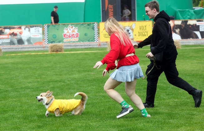 RECORD DATE NOT STATED A Welsh Corgi dog races over a 40-meter course during a dog race at the Corgiia: Corgi Race festival, organized to mark the fourth celebration of International Corgi Day, at the Pawwer dog sports arena in Kyiv, Ukraine, on June 6, 2026 (Photo by Volodymyr Tarasov Ukrinform) Corgi Race festival held in Kyiv  Copyright: xVolodymyrxTarasovx