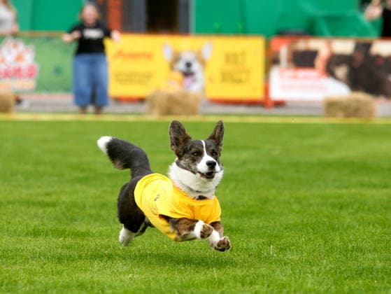 RECORD DATE NOT STATED A Welsh Corgi dog races over a 40-meter course during a dog race at the Corgiia: Corgi Race festival, organized to mark the fourth celebration of International Corgi Day, at the Pawwer dog sports arena in Kyiv, Ukraine, on June 6, 2026 (Photo by Volodymyr Tarasov Ukrinform) Corgi Race festival held in Kyiv  Copyright: xVolodymyrxTarasovx