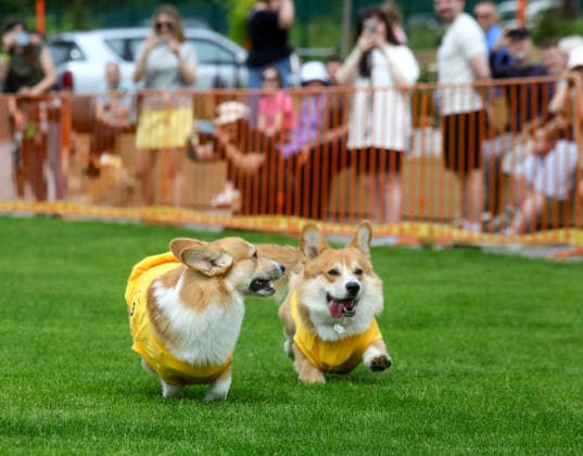 RECORD DATE NOT STATED Welsh Corgi dogs race over a 40-meter course during a dog race at the Corgiia: Corgi Race festival, organized to mark the fourth celebration of International Corgi Day, at the Pawwer dog sports arena in Kyiv, Ukraine, on June 6, 2026 (Photo by Volodymyr Tarasov Ukrinform) Corgi Race festival held in Kyiv  Copyright: xVolodymyrxTarasovx