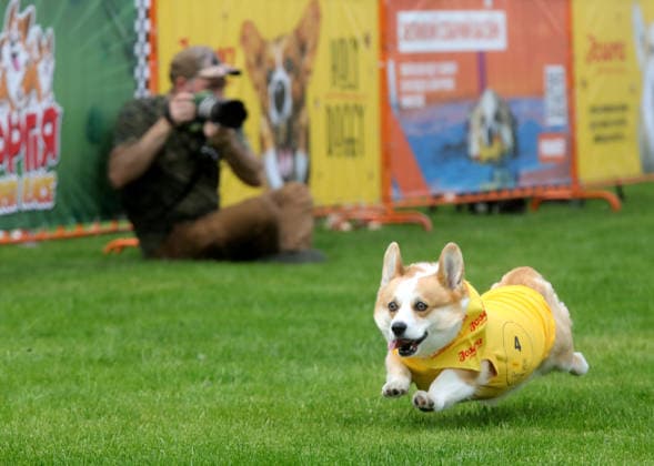 RECORD DATE NOT STATED A Welsh Corgi dog races over a 40-meter course during a dog race at the Corgiia: Corgi Race festival, organized to mark the fourth celebration of International Corgi Day, at the Pawwer dog sports arena in Kyiv, Ukraine, on June 6, 2026 (Photo by Volodymyr Tarasov Ukrinform) Corgi Race festival held in Kyiv  Copyright: xVolodymyrxTarasovx