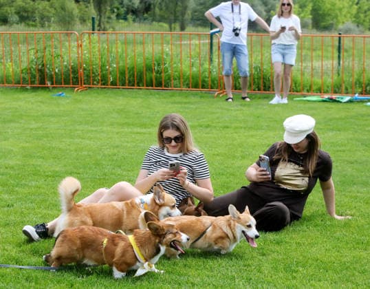 RECORD DATE NOT STATED Women photograph Welsh Corgi dogs during the Corgiia: Corgi Race festival, organized to mark the fourth celebration of International Corgi Day, at the Pawwer dog sports arena in Kyiv, Ukraine, on June 6, 2026 (Photo by Volodymyr Tarasov Ukrinform) Corgi Race festival held in Kyiv  Copyright: xVolodymyrxTarasovx