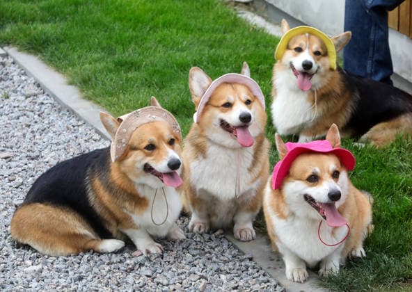 Entertainment Bilder des Tages RECORD DATE NOT STATED Welsh Corgi dogs wearing bucket hats take part in the Corgiia: Corgi Race festival, organized to mark the fourth celebration of International Corgi Day, at the Pawwer dog sports arena in Kyiv, Ukraine, on June 6, 2026 (Photo by Volodymyr Tarasov Ukrinform) Corgi Race festival held in Kyiv  Copyright: xVolodymyrxTarasovx