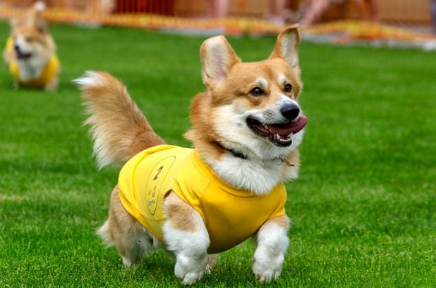 RECORD DATE NOT STATED A Welsh Corgi dog races over a 40-meter course during a dog race at the Corgiia: Corgi Race festival, organized to mark the fourth celebration of International Corgi Day, at the Pawwer dog sports arena in Kyiv, Ukraine, on June 6, 2026 (Photo by Volodymyr Tarasov Ukrinform) Corgi Race festival held in Kyiv  Copyright: xVolodymyrxTarasovx