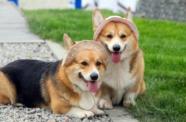 RECORD DATE NOT STATED Welsh Corgi dogs wearing bucket hats take part in the Corgiia: Corgi Race festival, organized to mark the fourth celebration of International Corgi Day, at the Pawwer dog sports arena in Kyiv, Ukraine, on June 6, 2026 (Photo by Volodymyr Tarasov Ukrinform) Corgi Race festival held in Kyiv  Copyright: xVolodymyrxTarasovx