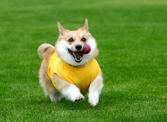 RECORD DATE NOT STATED A Welsh Corgi dog races over a 40-meter course during a dog race at the Corgiia: Corgi Race festival, organized to mark the fourth celebration of International Corgi Day, at the Pawwer dog sports arena in Kyiv, Ukraine, on June 6, 2026 (Photo by Volodymyr Tarasov Ukrinform) Corgi Race festival held in Kyiv  Copyright: xVolodymyrxTarasovx