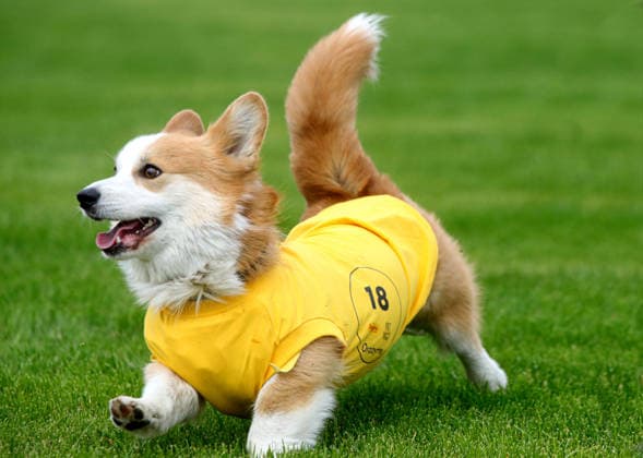 RECORD DATE NOT STATED A Welsh Corgi dog races over a 40-meter course during a dog race at the Corgiia: Corgi Race festival, organized to mark the fourth celebration of International Corgi Day, at the Pawwer dog sports arena in Kyiv, Ukraine, on June 6, 2026 (Photo by Volodymyr Tarasov Ukrinform) Corgi Race festival held in Kyiv  Copyright: xVolodymyrxTarasovx