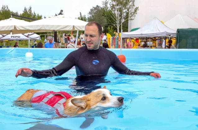 RECORD DATE NOT STATED A Welsh Corgi dog swims in a pool under the supervision of an instructor during a swimming workshop at the Corgiia: Corgi Race festival, organized to mark the fourth celebration of International Corgi Day, at the Pawwer dog sports arena in Kyiv, Ukraine, on June 6, 2026 (Photo by Volodymyr Tarasov Ukrinform) Corgi Race festival held in Kyiv  Copyright: xVolodymyrxTarasovx