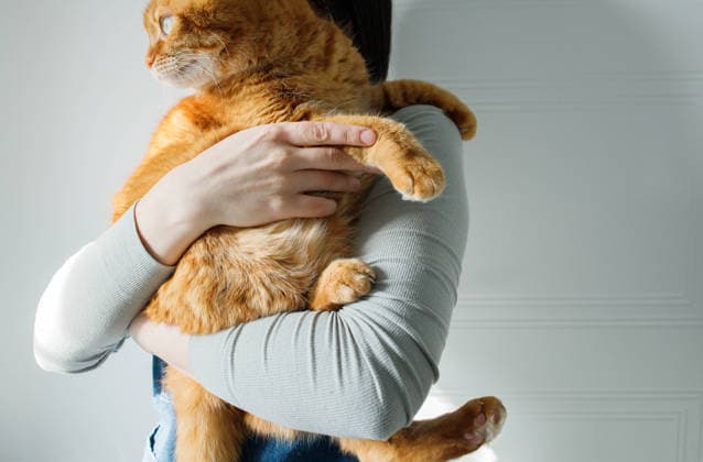 Adult orange domestic cat sitting in hands of woman at home close up Pozna?, Greater Poland Voivodeship, Poland R_QAGC260527FD-2037757-01 ,model released, Symbolfoto