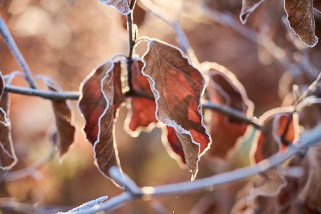 Mit Raureif überzogene braune Blätter an den Zweigen bei Sonnenaufgang Close-up of frost rimmed brown leaves clinging to thin branches in the early morning light. Soft golden backlight creates warm bokeh in the background while (License=RF) Copyright: xZoonar.com FlorianxKundex 25177385
