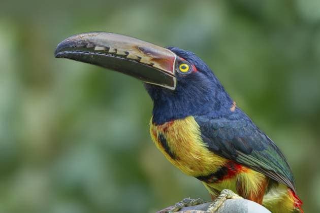 Halsbandarassari auch Collared aracari auf Stein sitzend, Braulio Carrillo, Costa Rica Collar Arassari also Collared Aracari sitting on stone, Braulio Carrillo, Costa Rica Copyright: imageBROKER KernxPictures ibxkkn17954406.jpg
