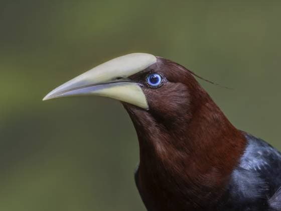 Creative Highlights World Rotkopf-Stirnvogel auch Chestnut-headed Oropendola (Psarocolius wagleri) Nahaufnahme, Karibikküste, Costa Rica Chestnut-headed Oropendola (Psarocolius wagleri) close-up, Caribbean coast, Costa Rica Copyright: imageBROKER KernxPictures ibxkkn18011405.jpg
