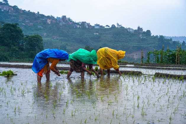 Paddy Planting Season Begins In Nepal Farmers plant paddy using traditional methods on the outskirts of Kathmandu, Nepal, on June 10, 2026, as the monsoon season begins. Kathmandu bagmati Nepal  Copyright: xAmbirxTolangx originalFilename: tolang-paddypla260610_nprwf.jpg