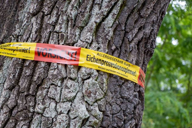Gelb-Rotes Band an einer Eiche warnt vor der Gefahr von schweren allergischen Reaktionen nach dem Befall der Eiche durch den Eichenprozessionsspinner. A yellow-and-red tape tied to an oak tree warns of the risk of severe allergic reactions following an infestation of the oak processionary moth. Eichenprozessionsspinner *** Yellow and red tape tied to an oak tree warns of the risk of severe allergic reactions following an infestation of the oak processionary moth A yellow and red tape tied to an oak tree warns of the risk of severe allergic reactions following an infestation of the oak processionary moth Oak processionary moth sp2026061037507.jpg