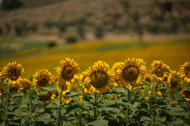 Andalusia will exceed 195,000 hectares sown with sunflower this season, 20 more A butterfly in a sunflower field On June 11, 2026, in Seville Andalusia, Spain The sunflower season in Andalusia starts with good general expectations, as reported by Cooperativas Agro alimentarias de Andalucía and it is estimated that the figure will be consolidated above 195,000 hectares throughout Andalusia 11 JUNE 2026 María José Ló Sevilla Andalucia Sevilla Andalucia Espana  Copyright: xMariaxJosÃ xLopezx 7590055