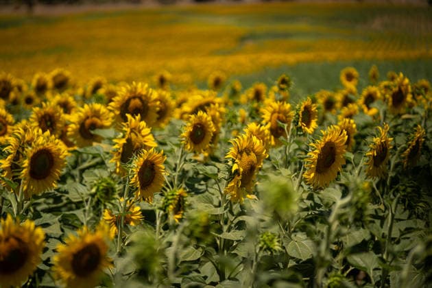 Andalusia will exceed 195,000 hectares sown with sunflower this season, 20 more A butterfly in a sunflower field On June 11, 2026, in Seville Andalusia, Spain The sunflower season in Andalusia starts with good general expectations, as reported by Cooperativas Agro alimentarias de Andalucía and it is estimated that the figure will be consolidated above 195,000 hectares throughout Andalusia 11 JUNE 2026 María José Ló Sevilla Andalucia Sevilla Andalucia Espana  Copyright: xMariaxJosÃ xLopezx 7590059