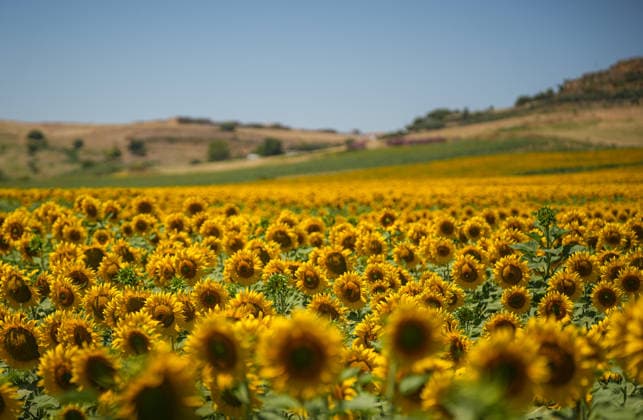 Andalusia will exceed 195,000 hectares sown with sunflower this season, 20 more A butterfly in a sunflower field On June 11, 2026, in Seville Andalusia, Spain The sunflower season in Andalusia starts with good general expectations, as reported by Cooperativas Agro alimentarias de Andalucía and it is estimated that the figure will be consolidated above 195,000 hectares throughout Andalusia 11 JUNE 2026 María José Ló Sevilla Andalucia Sevilla Andalucia Espana  Copyright: xMariaxJosÃ xLopezx 7590060
