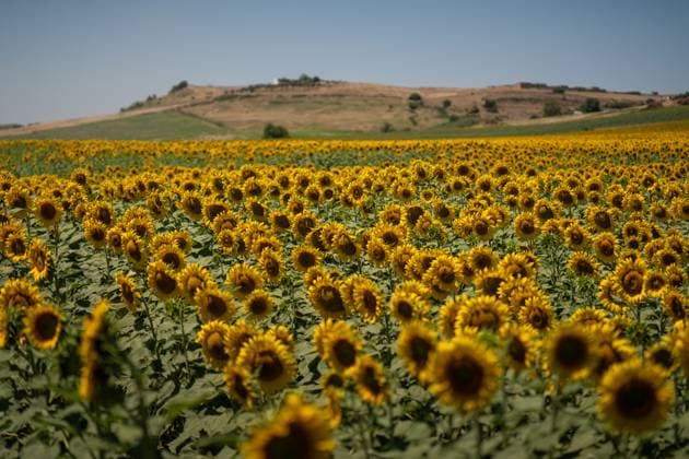 Andalusia will exceed 195,000 hectares sown with sunflower this season, 20 more A butterfly in a sunflower field On June 11, 2026, in Seville Andalusia, Spain The sunflower season in Andalusia starts with good general expectations, as reported by Cooperativas Agro alimentarias de Andalucía and it is estimated that the figure will be consolidated above 195,000 hectares throughout Andalusia 11 JUNE 2026 María José Ló Sevilla Andalucia Sevilla Andalucia Espana  Copyright: xMariaxJosÃ xLopezx 7590061