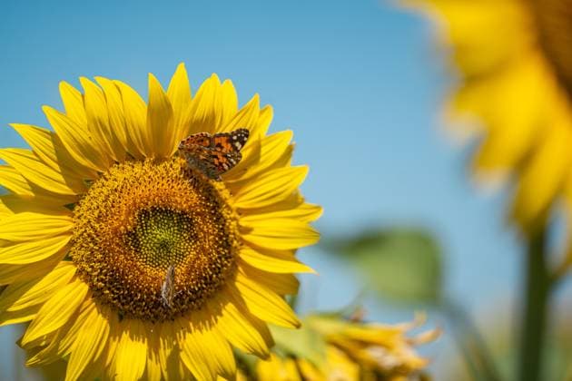 Andalusia will exceed 195,000 hectares sown with sunflower this season, 20 more A butterfly in a sunflower field On June 11, 2026, in Seville Andalusia, Spain The sunflower season in Andalusia starts with good general expectations, as reported by Cooperativas Agro alimentarias de Andalucía and it is estimated that the figure will be consolidated above 195,000 hectares throughout Andalusia 11 JUNE 2026 María José Ló Sevilla Andalucia Sevilla Andalucia Espana  Copyright: xMariaxJosÃ xLopezx 7590065
